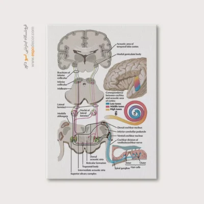 تابلو آناتومی - اسپو دکور