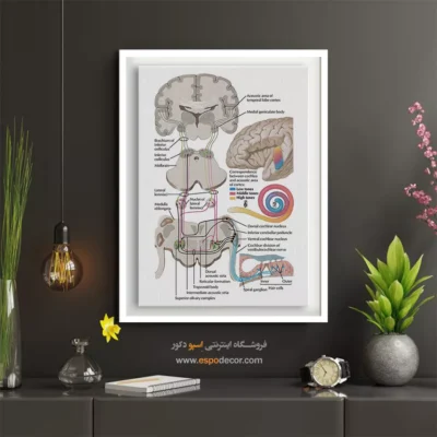تابلو آناتومی - اسپو دکور