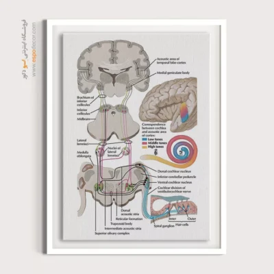 تابلو آناتومی - اسپو دکور