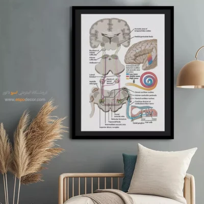 تابلو آناتومی - اسپو دکور