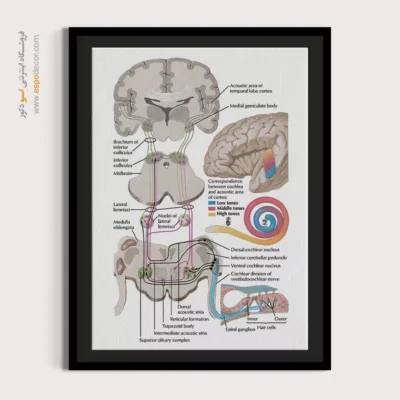 تابلو آناتومی - اسپو دکور