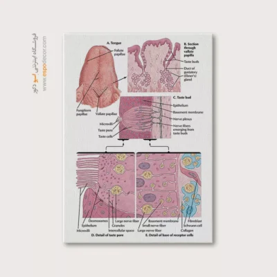 تابلو آناتومی - اسپو دکور