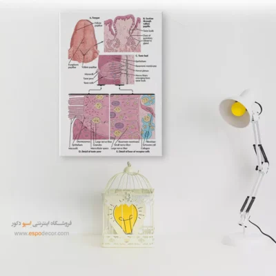 تابلو آناتومی - اسپو دکور