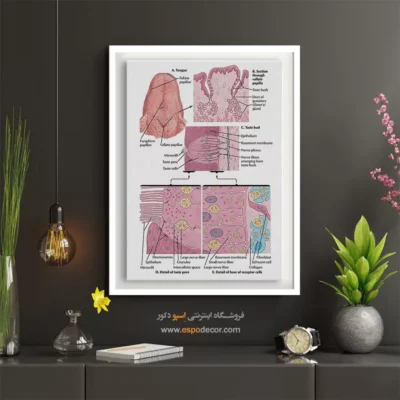 تابلو آناتومی - اسپو دکور