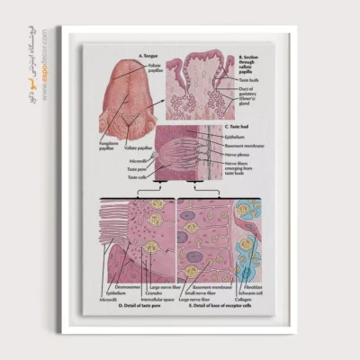 تابلو آناتومی - اسپو دکور