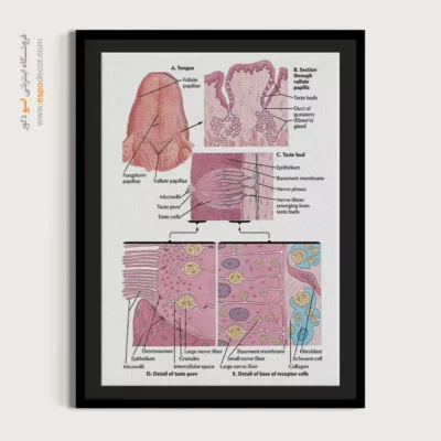 تابلو آناتومی - اسپو دکور