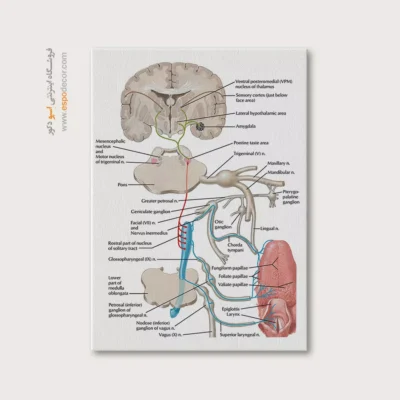 تابلو آناتومی - اسپو دکور