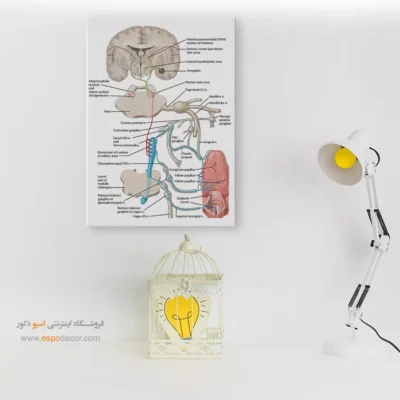 تابلو آناتومی - اسپو دکور