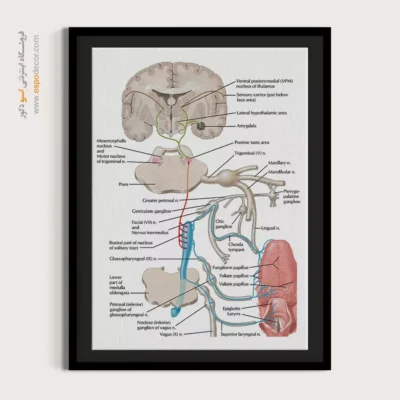 تابلو آناتومی - اسپو دکور
