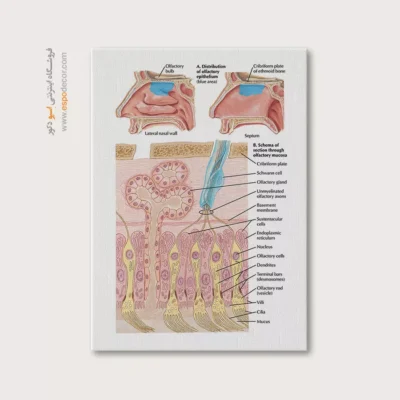 تابلو آناتومی - اسپو دکور