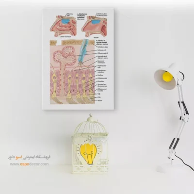 تابلو آناتومی - اسپو دکور