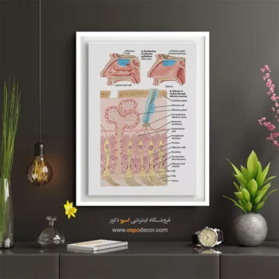 تابلو آناتومی - اسپو دکور