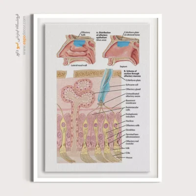 تابلو آناتومی - اسپو دکور