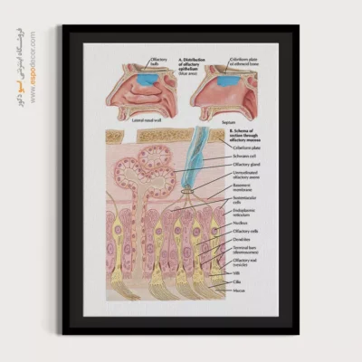 تابلو آناتومی - اسپو دکور