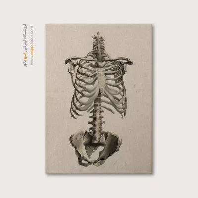 تابلو آناتومی - اسپو دکور