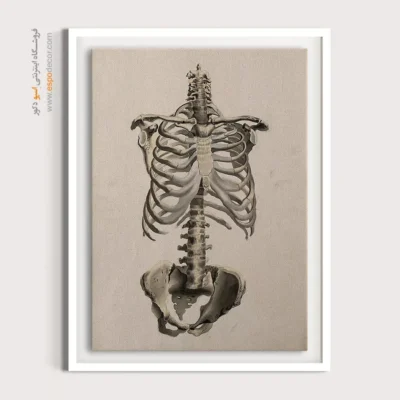 تابلو آناتومی - اسپو دکور