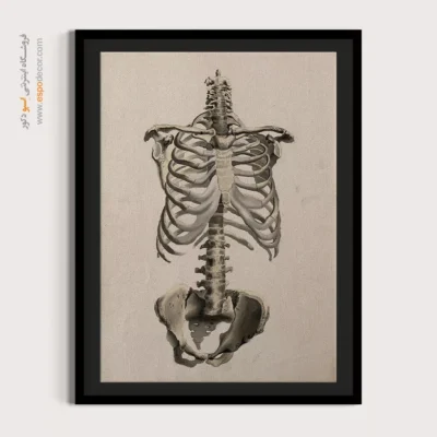 تابلو آناتومی - اسپو دکور