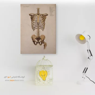 تابلو آناتومی - اسپو دکور