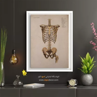 تابلو آناتومی - اسپو دکور