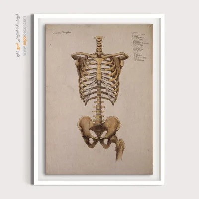 تابلو آناتومی - اسپو دکور