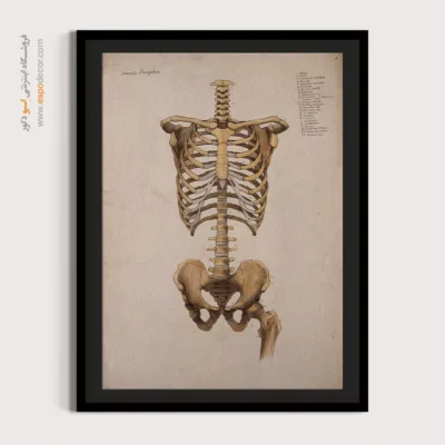 تابلو آناتومی - اسپو دکور