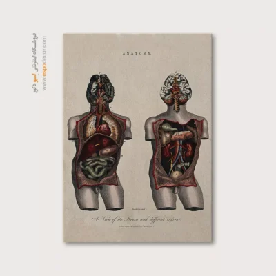 تابلو آناتومی - اسپو دکور