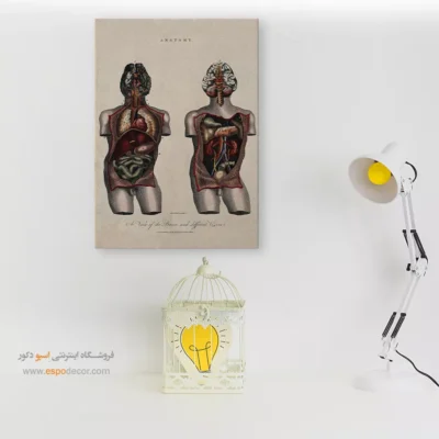 تابلو آناتومی - اسپو دکور
