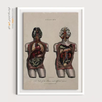 تابلو آناتومی - اسپو دکور