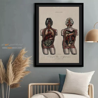 تابلو آناتومی - اسپو دکور
