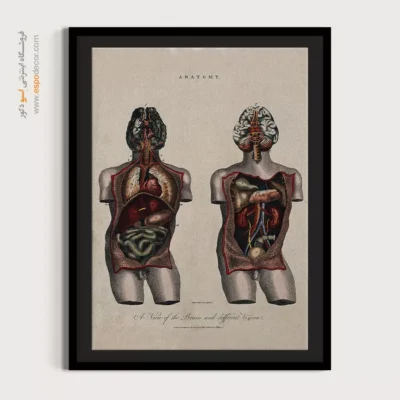 تابلو آناتومی - اسپو دکور