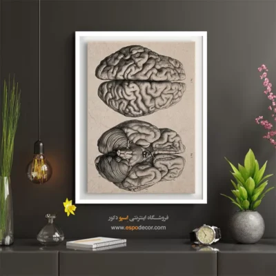 تابلو آناتومی - اسپو دکور