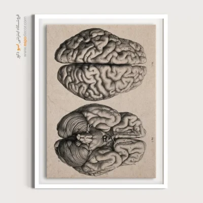 تابلو آناتومی - اسپو دکور