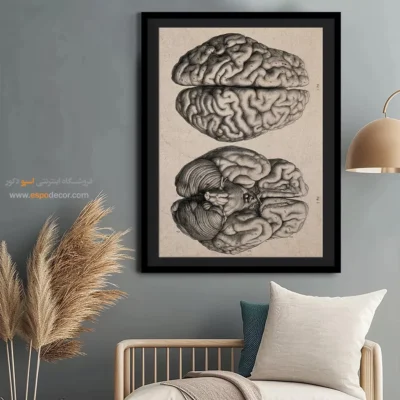 تابلو آناتومی - اسپو دکور