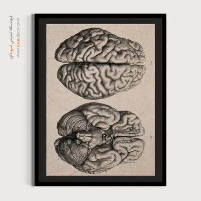 تابلو آناتومی - اسپو دکور
