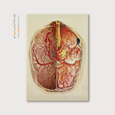 تابلو آناتومی - اسپو دکور