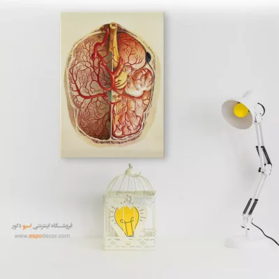 تابلو آناتومی - اسپو دکور