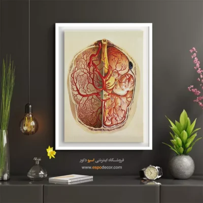 تابلو آناتومی - اسپو دکور