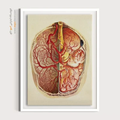 تابلو آناتومی - اسپو دکور