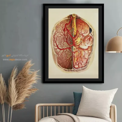 تابلو آناتومی - اسپو دکور