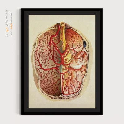 تابلو آناتومی - اسپو دکور