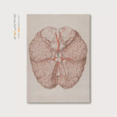 تابلو آناتومی - اسپو دکور