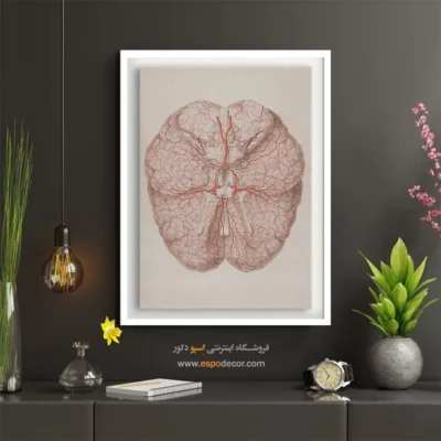 تابلو آناتومی - اسپو دکور