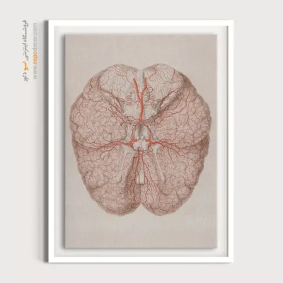 تابلو آناتومی - اسپو دکور