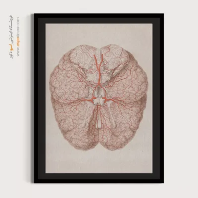 تابلو آناتومی - اسپو دکور