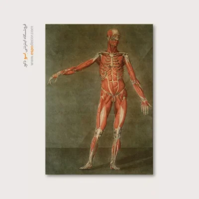 تابلو آناتومی - اسپو دکور