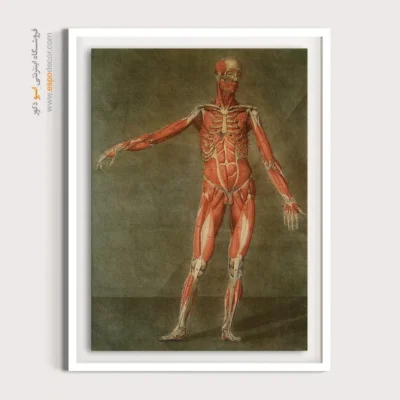 تابلو آناتومی - اسپو دکور