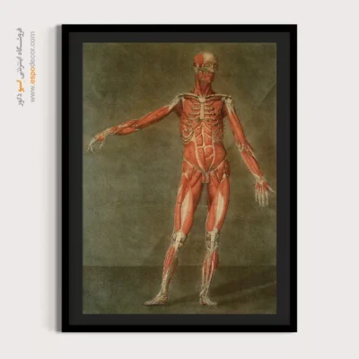 تابلو آناتومی - اسپو دکور