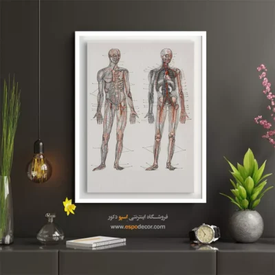 تابلو آناتومی - اسپو دکور