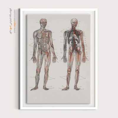 تابلو آناتومی - اسپو دکور