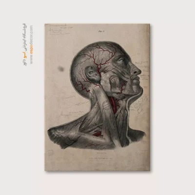 تابلو آناتومی - اسپو دکور